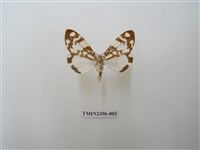 藏品(大花斑蝶燈蛾)的圖片